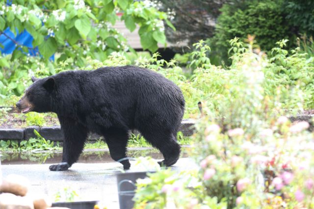 Un oso negro camina por un pueblo de EE.UU.