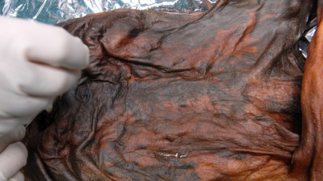 The 'Iceman's' last meal was a high-fat feast, Science