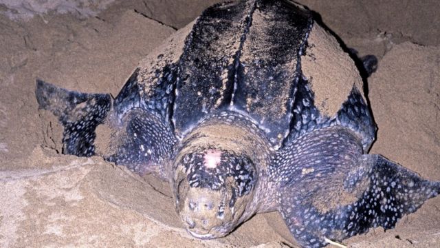 Tortuga laúd