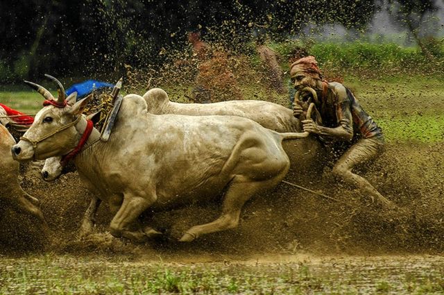 Carrera de ganado en el lodo en Bengala Occidental, India.