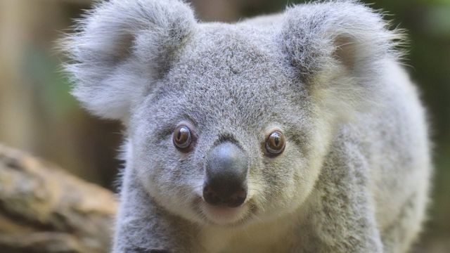 Koala War Splits Australia S New South Wales Government c News