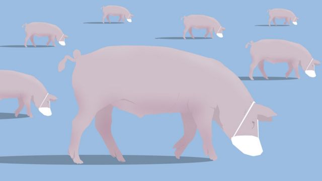 Ilustración de cerdos llevando mascarillas.