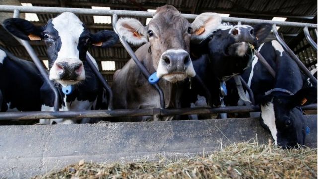 vacas
