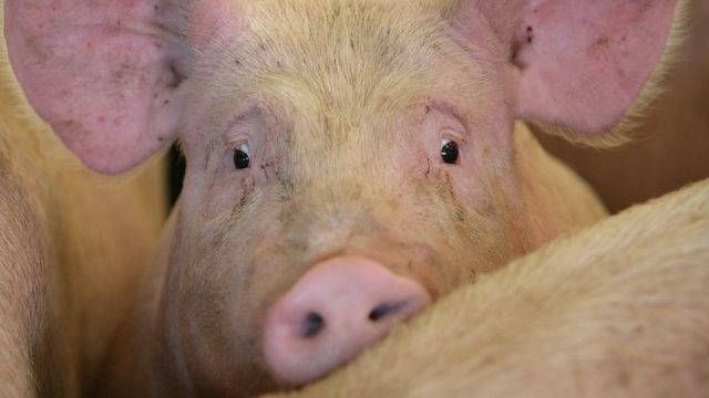 食肉処理される豚に水を与えた女性 無罪に カナダ cニュース
