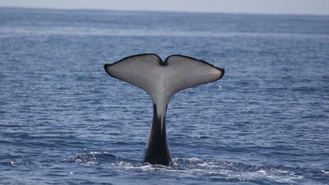 Cauda de uma orca