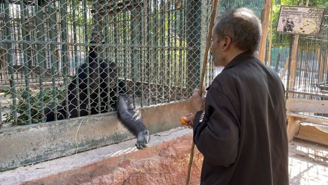 A chimpanzee and a guard