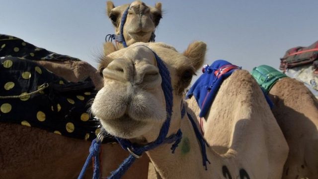 اونٹوں کا معابلہ حسن