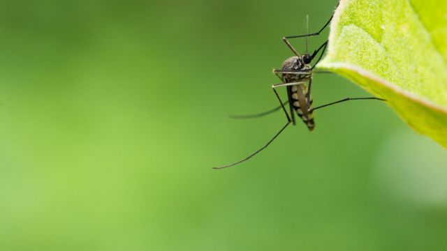 Mosquito