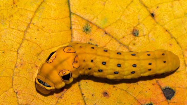 人類のせいで 動植物100万種が絶滅危機 国連主催会合 Bbcニュース