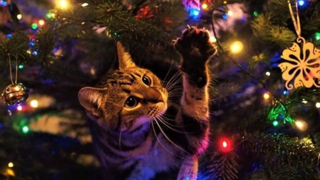 "Cat helping to make sure every last decoration is in just the right place."