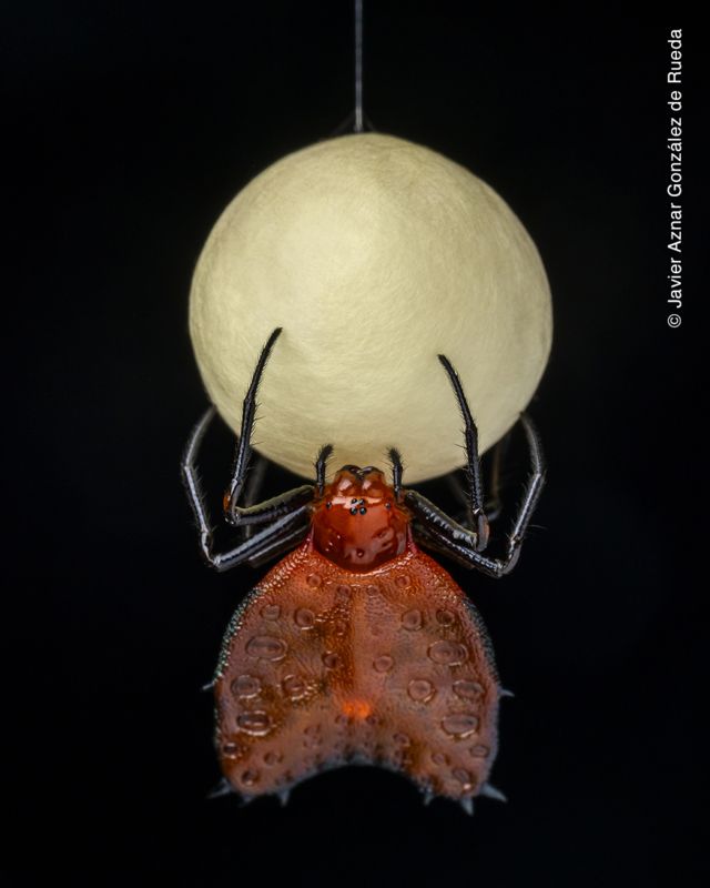 Aranha pendurada em ovo