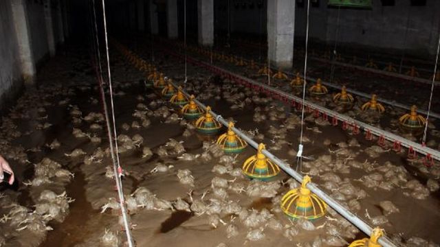 Gölyaka ilçesindeki bir tavuk kümesinin alt katlarının sular altında kalması nedeniyle 180 bin civciv öldü.