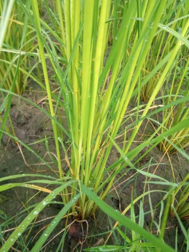 களர்ப்பாலை பயிரின் தூர்.