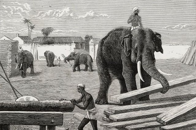 ඕනෑම අලියෙක් මෙල්ල කරන මන්තරේ...! BBC News සිංහල