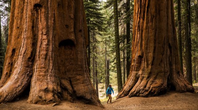 Giant Sequoias Where Will They Grow Map My Xxx Hot Girl