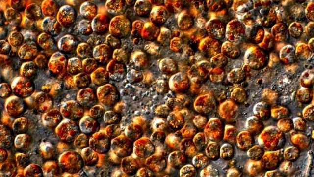 顕微鏡で見た褐虫藻。光合成する藻は健康なサンゴとの共生関係にある