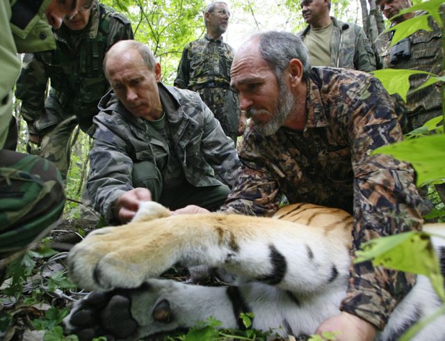 Ông Putin chụp ảnh với một con hổ Amur, loài vật nằm trong danh sách bị đe dọa (đã được gây mê)
