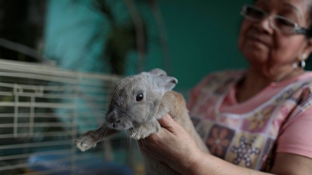 خرگوش توزیع شده در کاراکاس