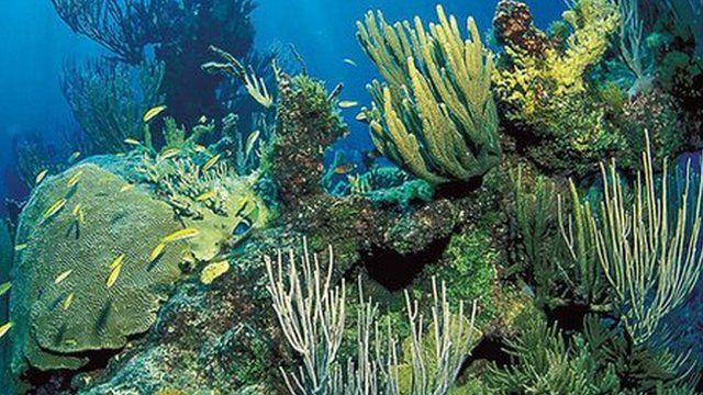 A coral reef landscape