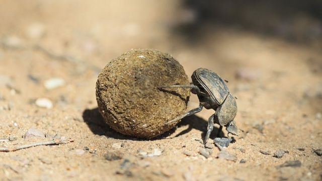 சாண வண்டுகள்