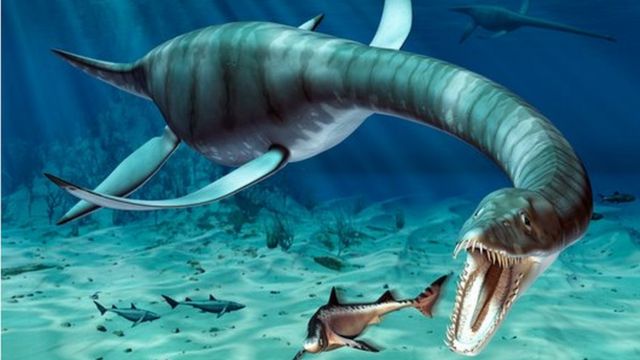 Plesiossauro Plesiosauria Desenho Realista Animais Extintos Dos