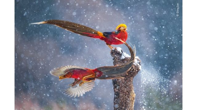 Dois pássaros na neve