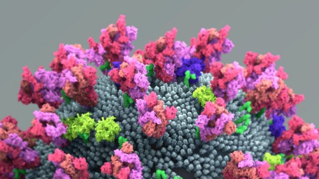 Ilustración de una célula infectada de coronavirus