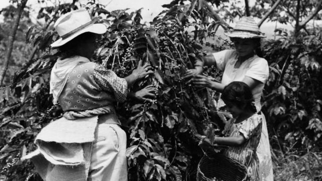 Recolectores de café en Colombia