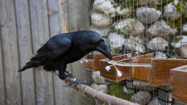 A surpreendente inteligência dos corvos - BBC News Brasil