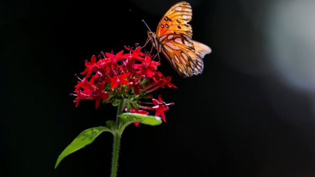 蝴蝶飞舞于花卉之间(photo:BBC)
