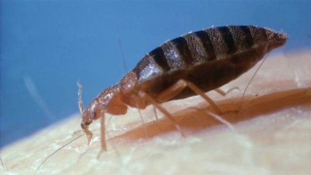 నల్లులు