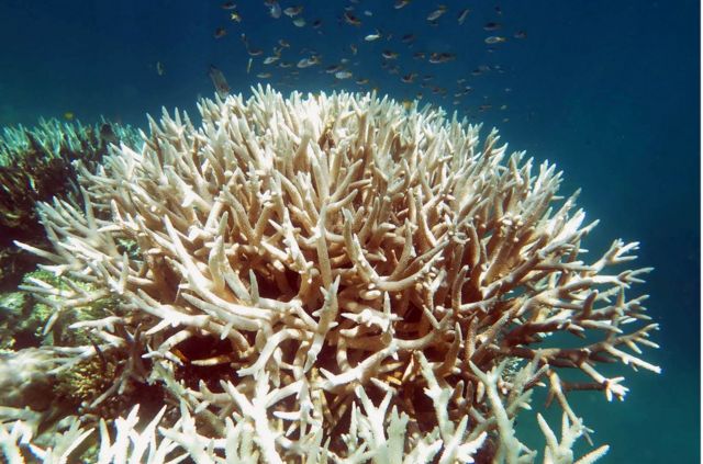 澳大利亞東北部大堡礁近年面臨的珊瑚白化危機史無前例