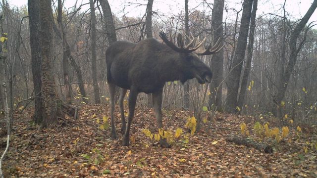 Radiaciya I Chernobyl Dikie Zhivotnye V Zone Otchuzhdeniya Fotografii Bbc News Russkaya Sluzhba