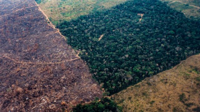 2003年航拍圖展示了巴西原始森林遭砍伐，森林面積迅速減少的狀況