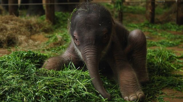 亚洲象的DNA与猛犸象相似(photo:BBC)