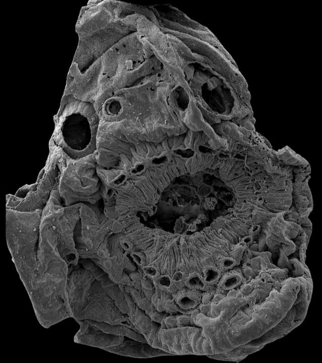 A highly detailed microscope image of Saccorhytus coronarius