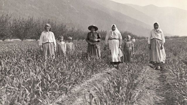 Pie de foto original de 1910: Doukhobors en una de las numerosas granjas modelo gestionadas de forma cooperativa por el asentamiento de Kootenay, Columbia Británica, Canadá.