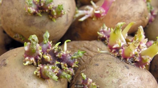 Khi khoai tây mọc mầm và chuyển màu xanh dưới lớp vỏ, đó là lúc lượng toxic solanine trong củ rất cao