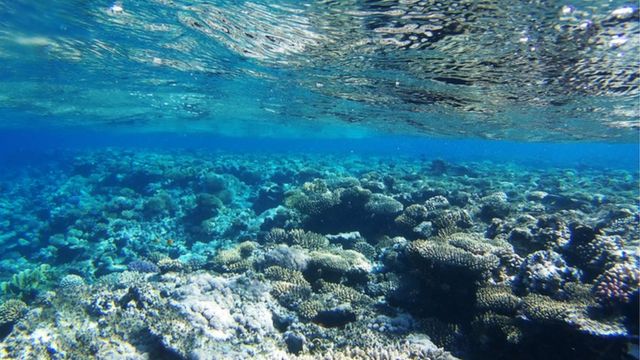 O fundo do mar na Papua Nova Guiné