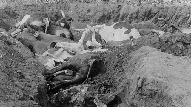 非洲牛瘟直接导致大范围饥荒，使欧洲殖民扩张易如反掌。(photo:BBC)