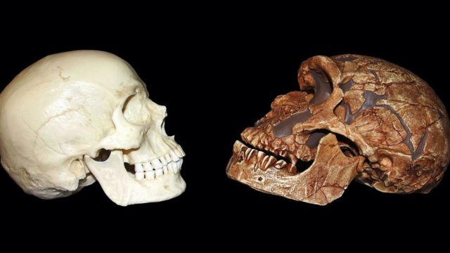 Череп неандертальця і людини