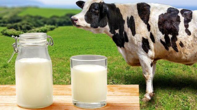 Молоко и его заменители: что полезно, что вредно - BBC News Русская служба