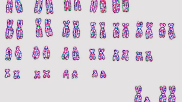 Cromosomas X