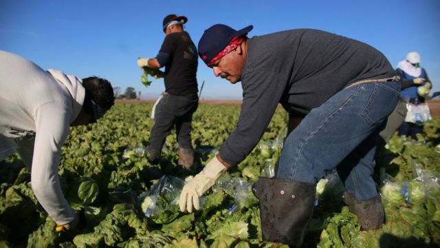 Trabajadores inmigrantes en los cultivos de EE.UU.