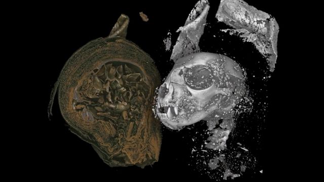 數碼解密：2千年前的古埃及小貓頭骨包含了很多信息