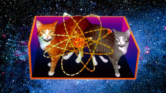 Pesimista Sede pacífico Cómo encontraron la forma de salvar al gato de Schrödinger, el experimento  más famoso de la física cuántica - BBC News Mundo