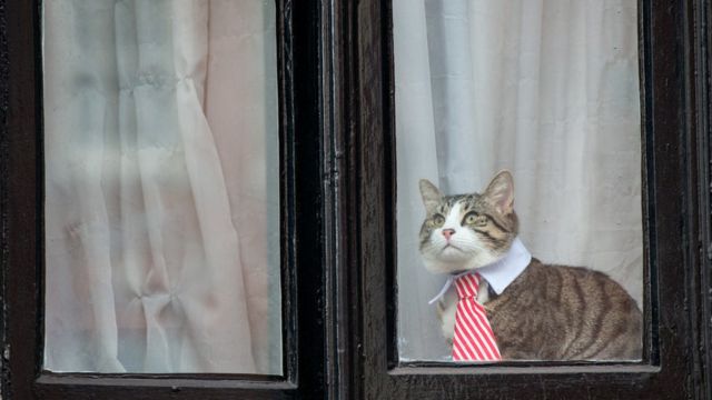 Mačka na prozoru