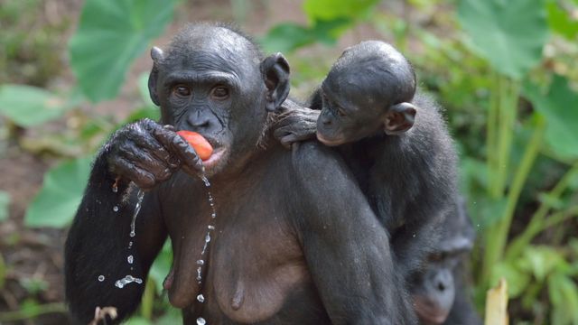 A vida sexual dos bonobos, os macacos 'feministas' - BBC News Brasil