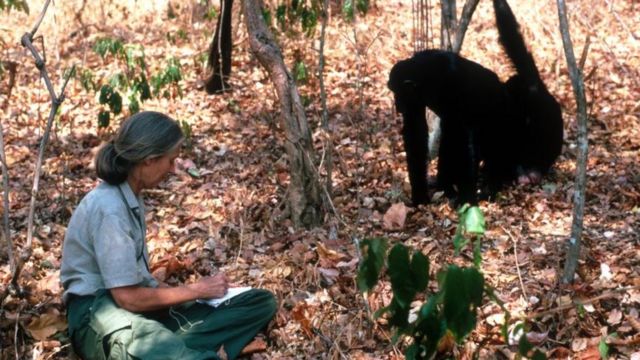 Goodall during her field work