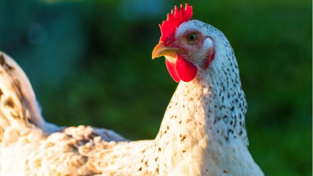 Miliaran ekor ayam disembelih tiap tahun untuk dikonsumsi, apakah ini bisa berkelanjutan?